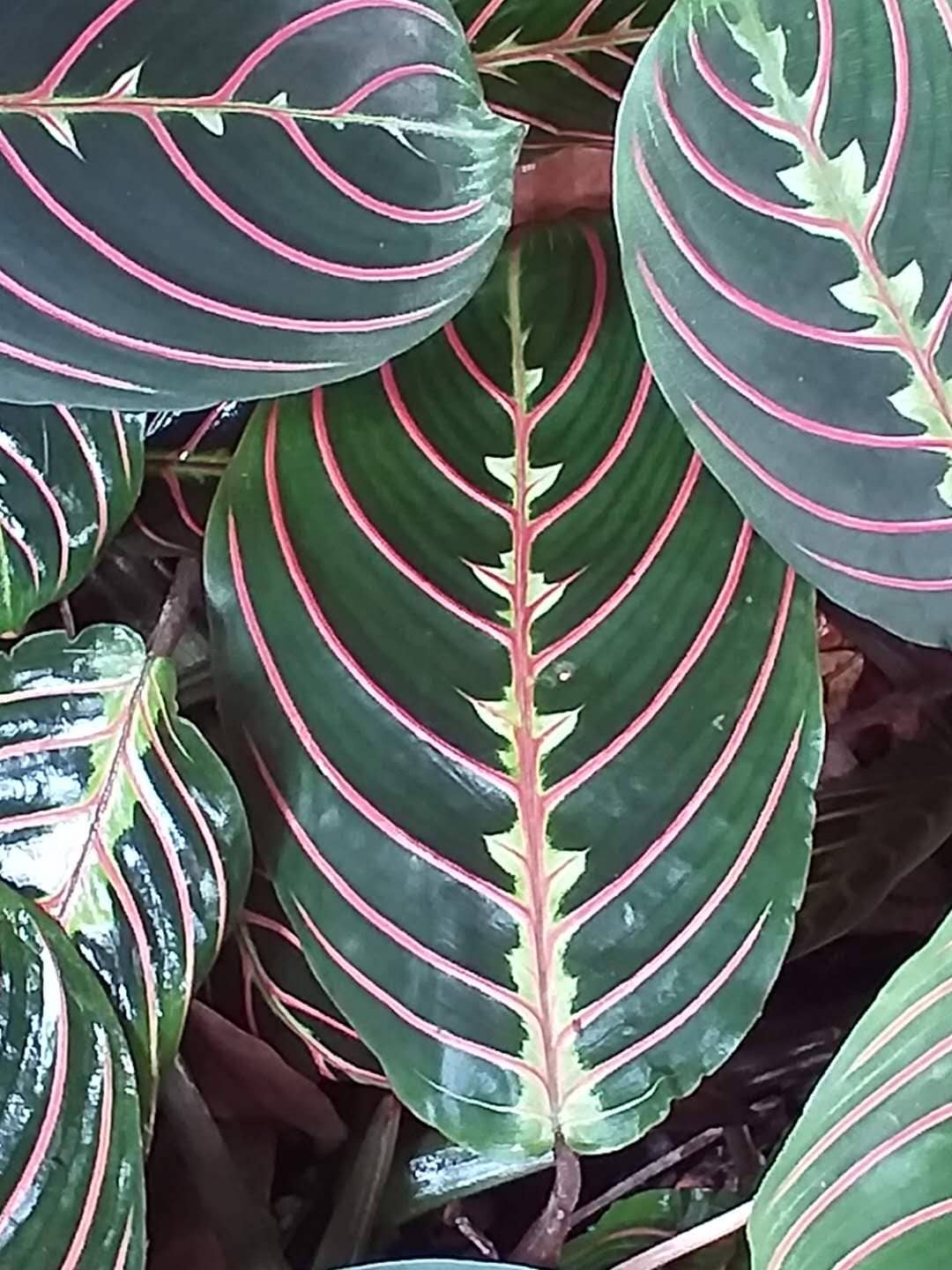 Close view of Prayer plant (Maranta leuconeura) foliage.