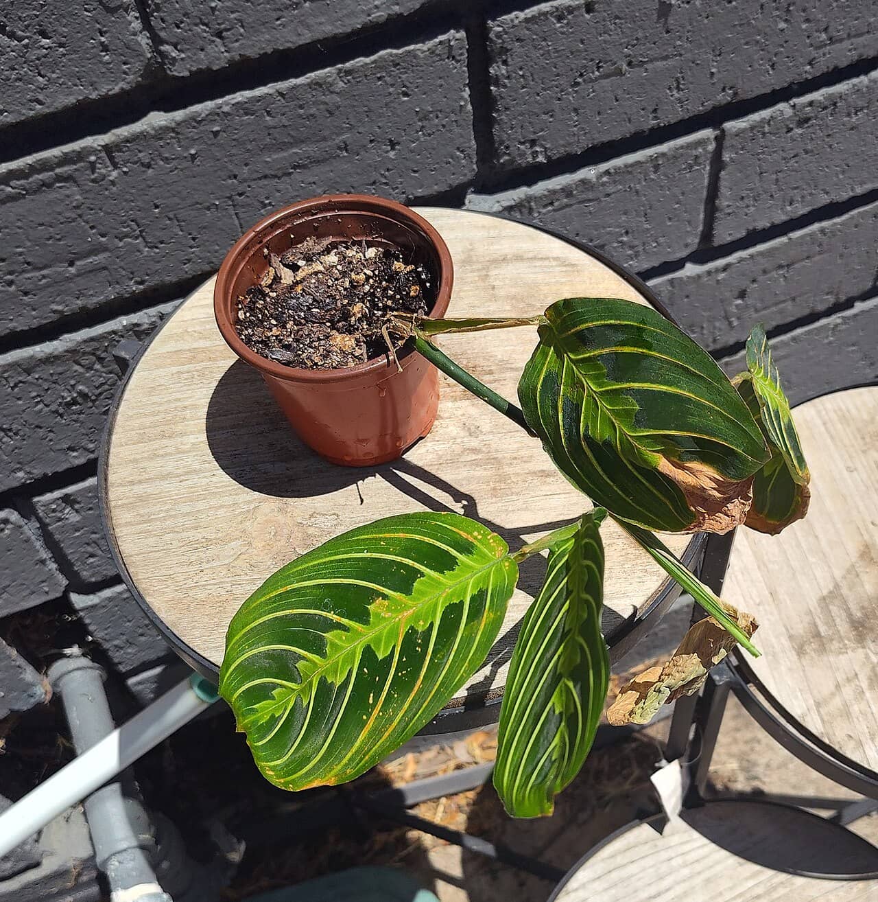 Prayer plant (Maranta leuconeura) growing in a pot.