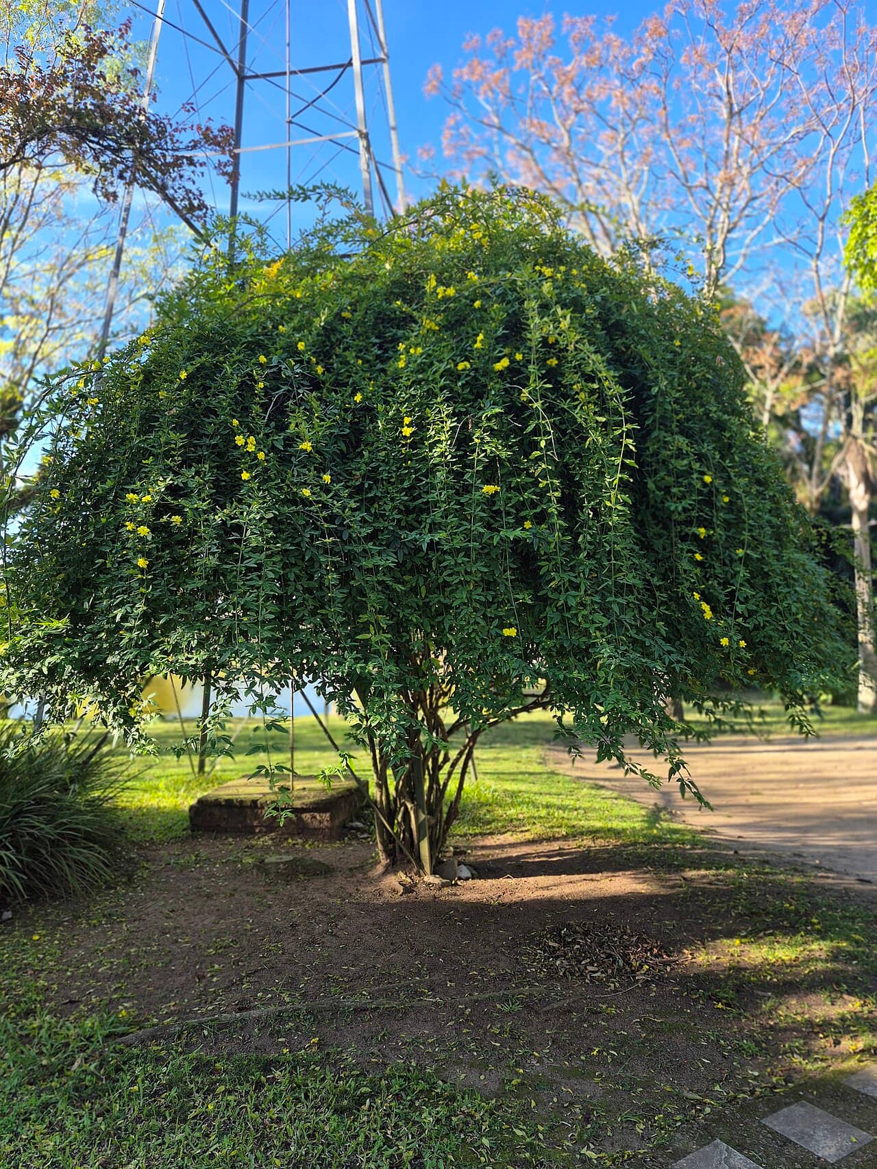 Primrose jasmine (Jasminum mesnyi), the whole plant.