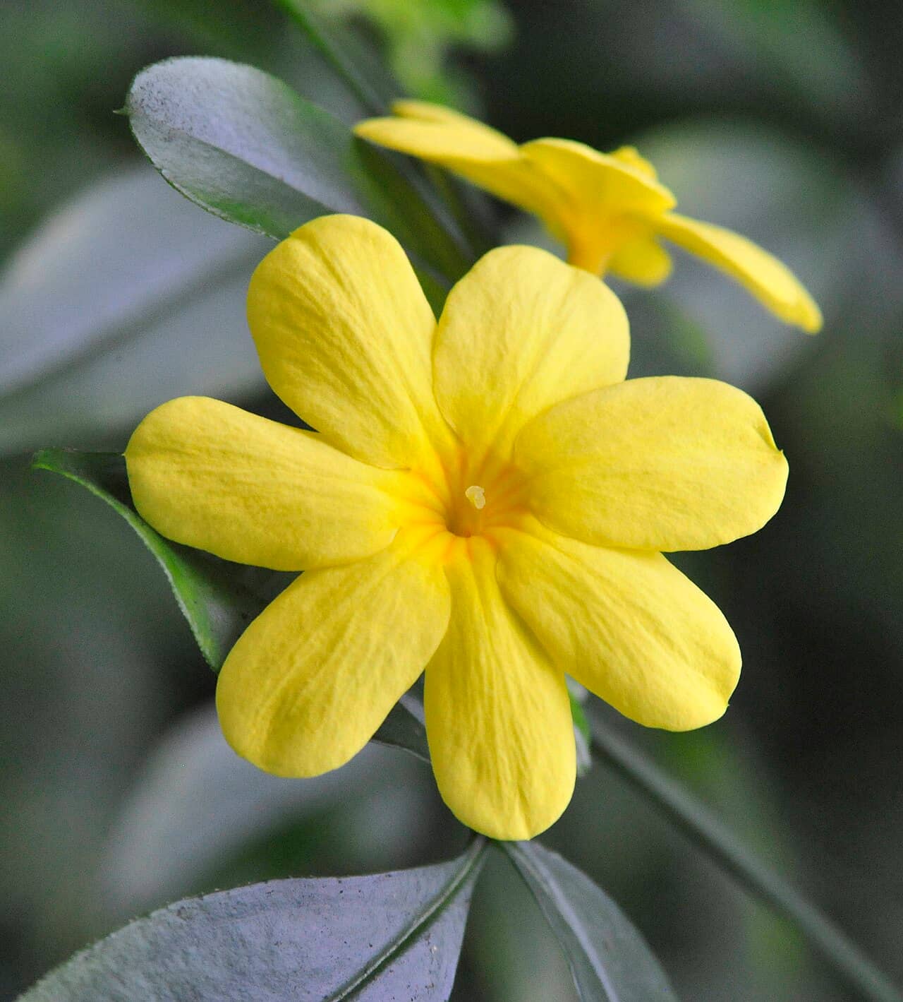 Flowers of Primrose jasmine (Jasminum mesnyi).