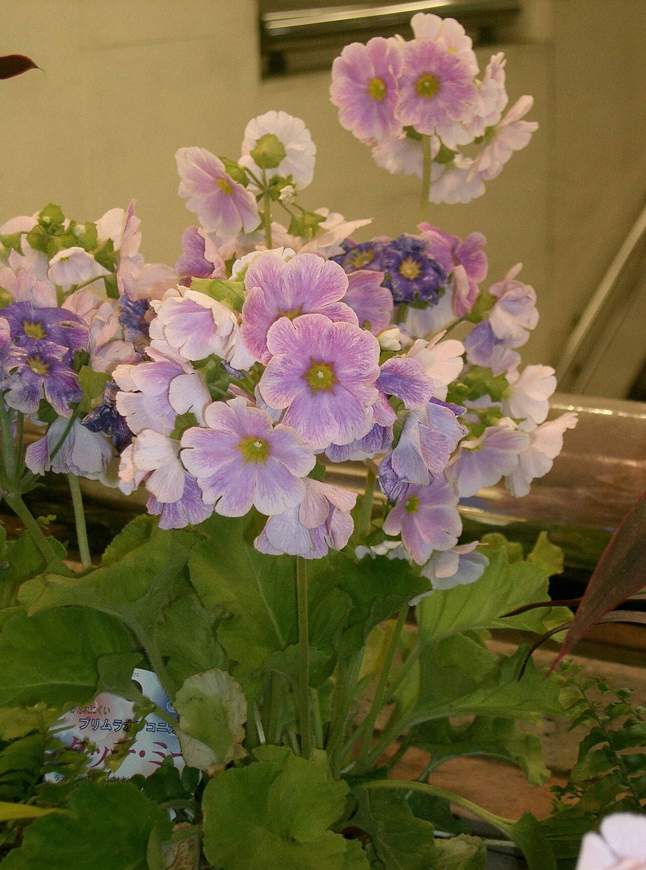 German Primrose (Primula obconica), the whole plant.