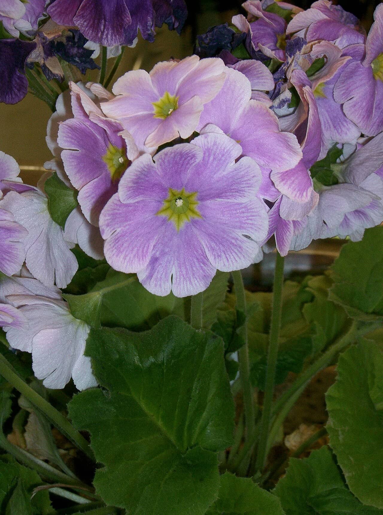 Flowers of German Primrose (Primula obconica).