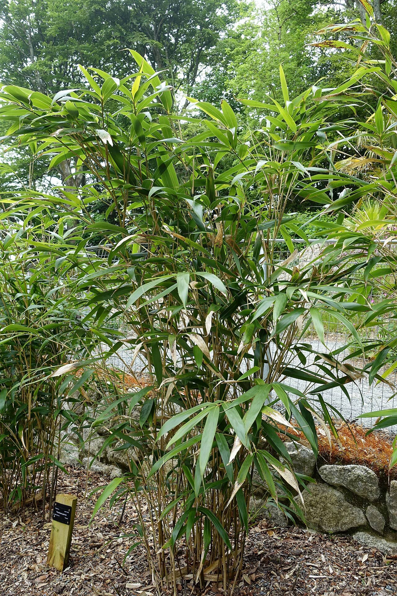 Pseudosasa japonica (Pseudosasa japonica), the whole plant.