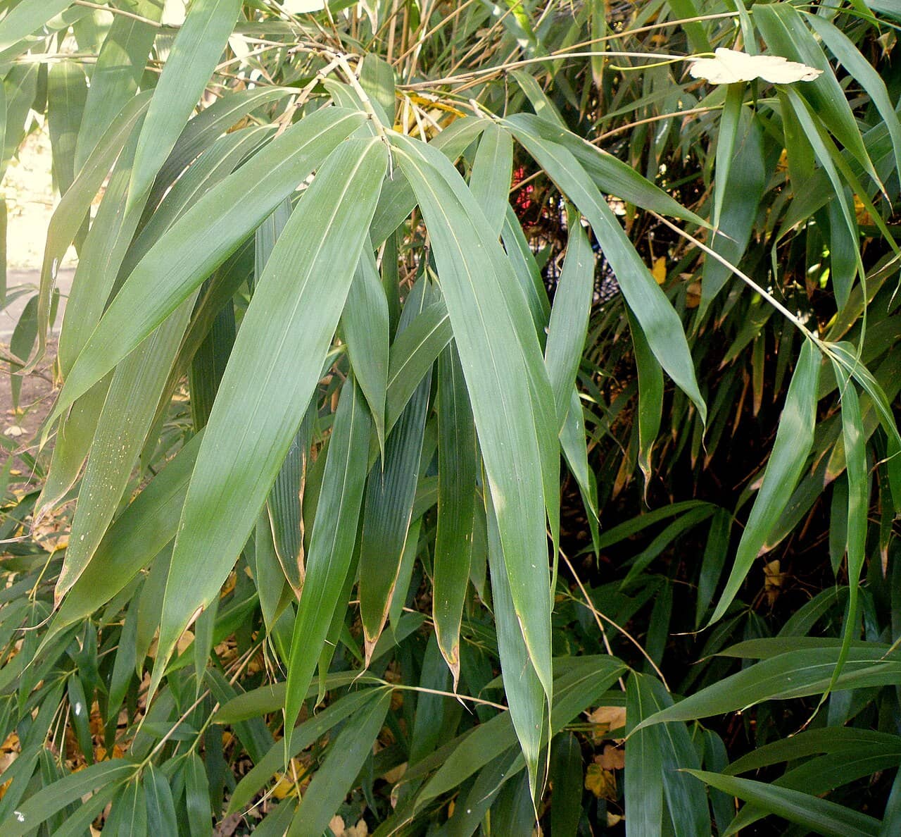 Close view of Pseudosasa japonica (Pseudosasa japonica) foliage.