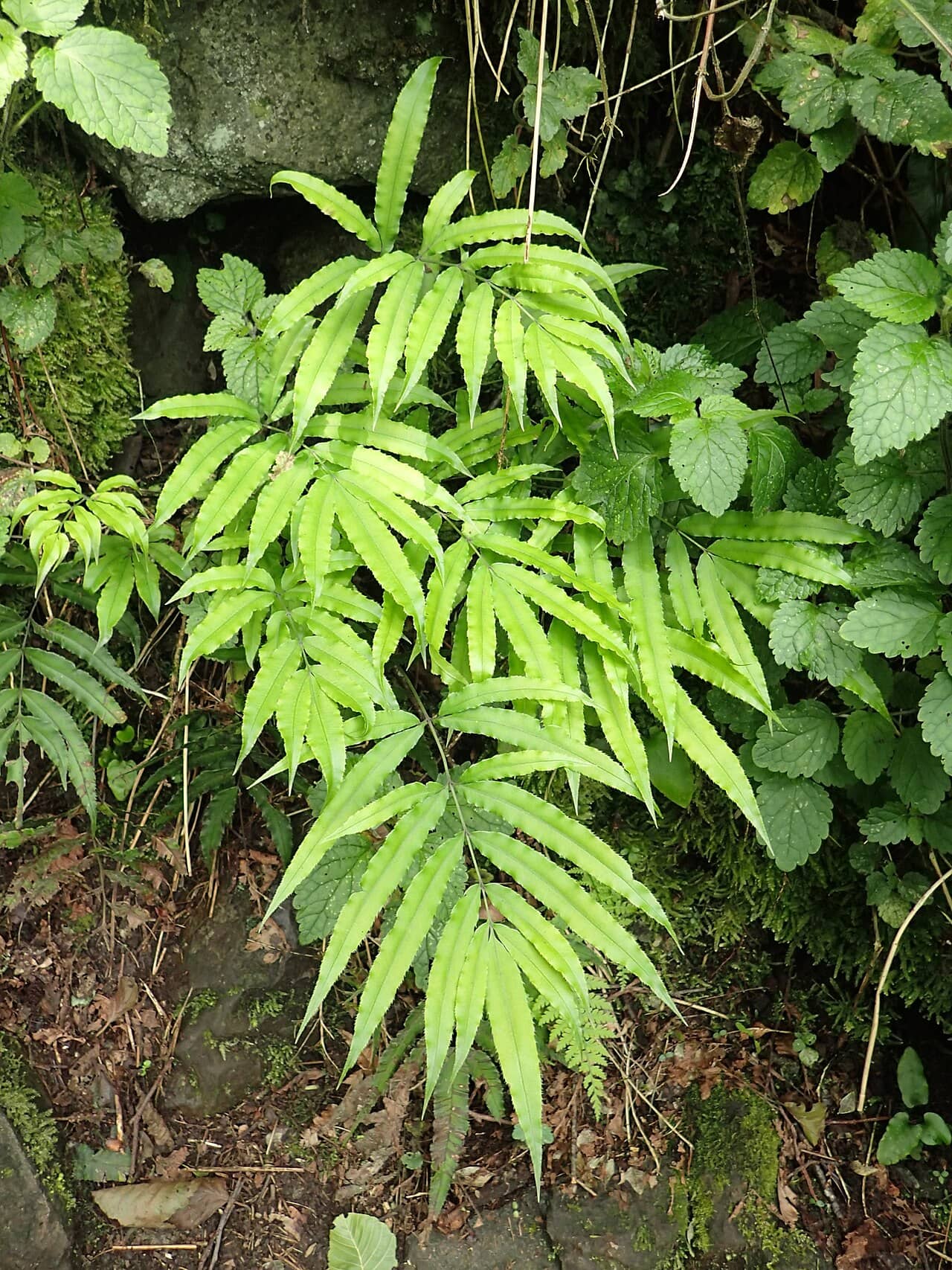 Cretan brake (Pteris cretica), the whole plant.