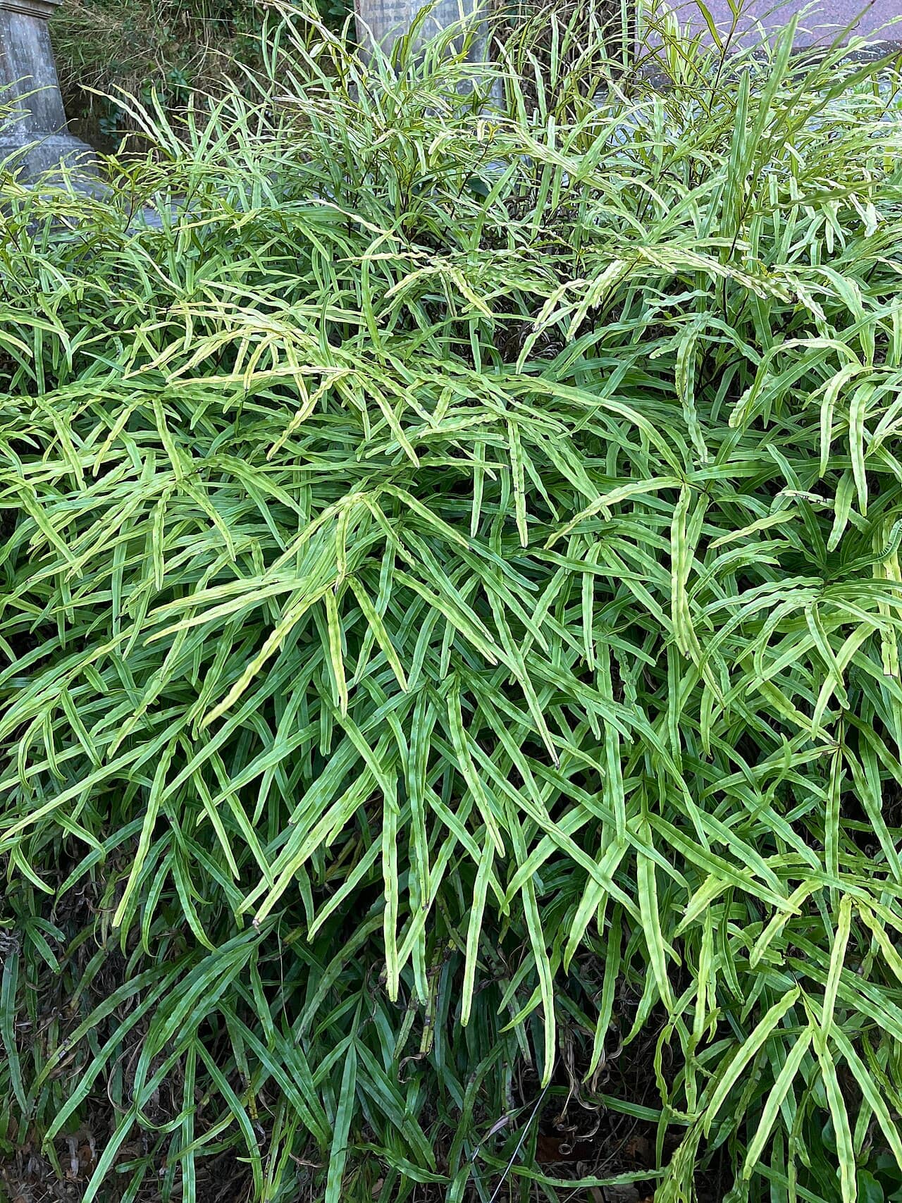 Close view of Cretan brake (Pteris cretica) foliage.