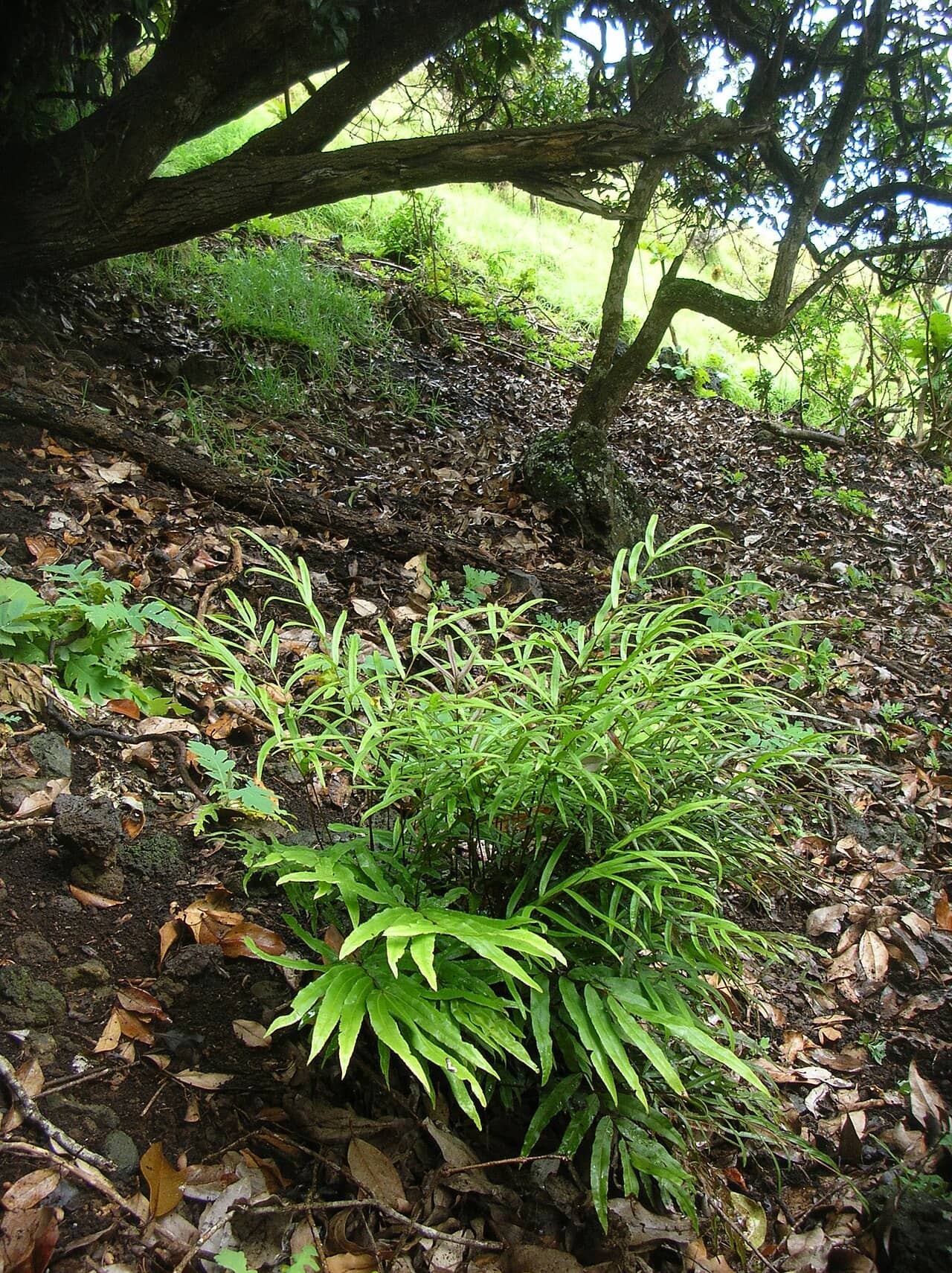 Cretan brake (Pteris cretica) growing wild.