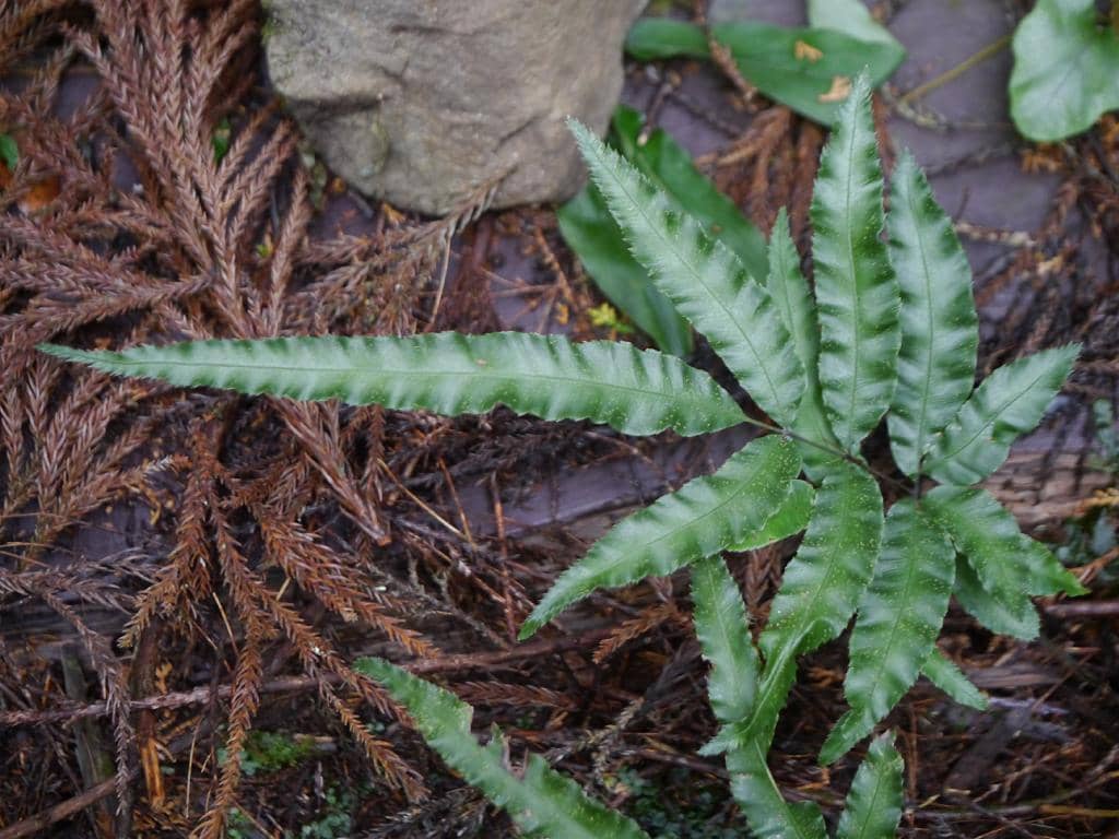 Pteris parkeri (Pteris parkeri), the whole plant.