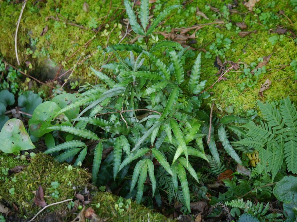Pteris parkeri (Pteris parkeri) growing wild.
