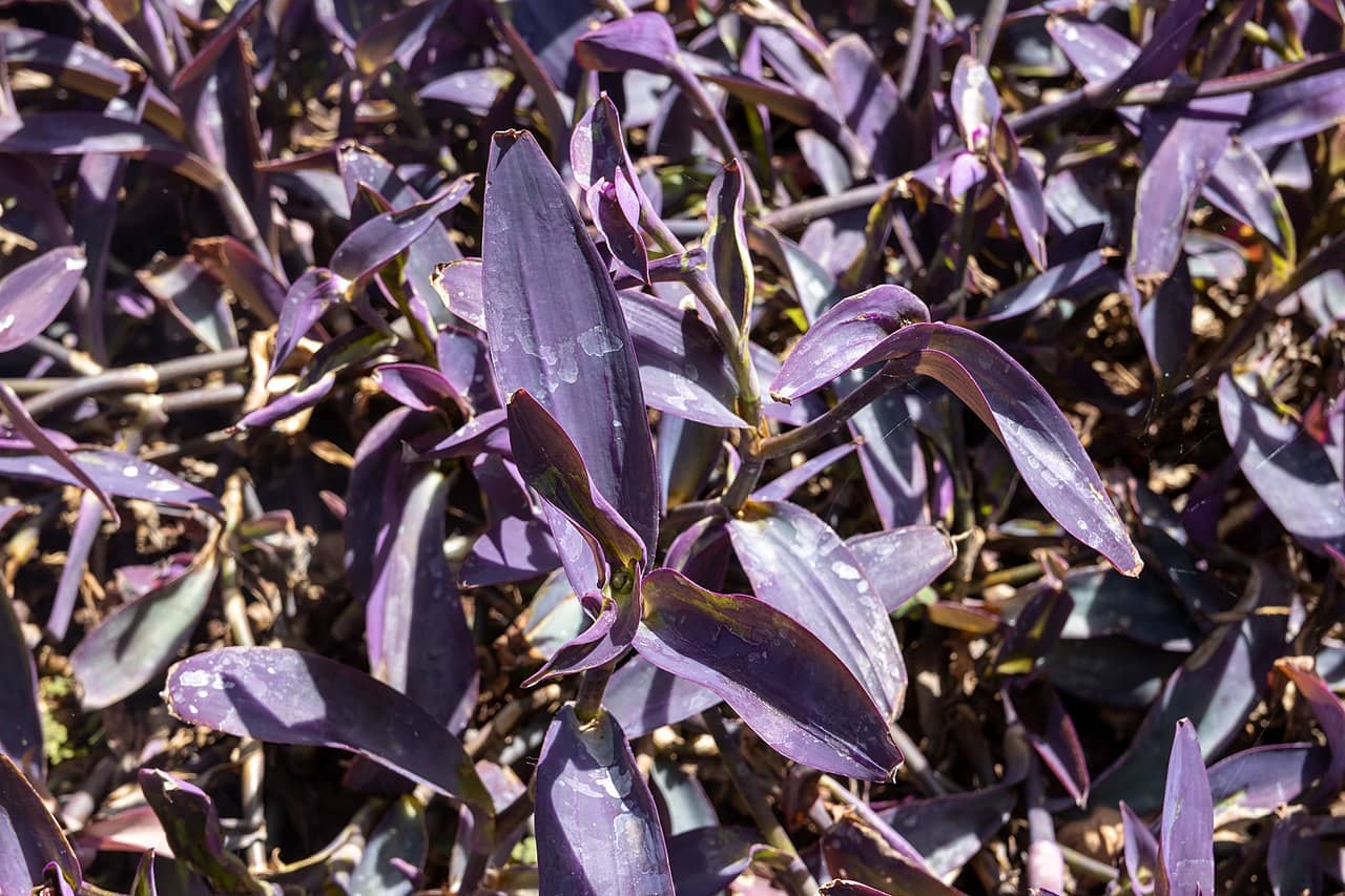 Purple Heart (Tradescantia pallida), the whole plant.