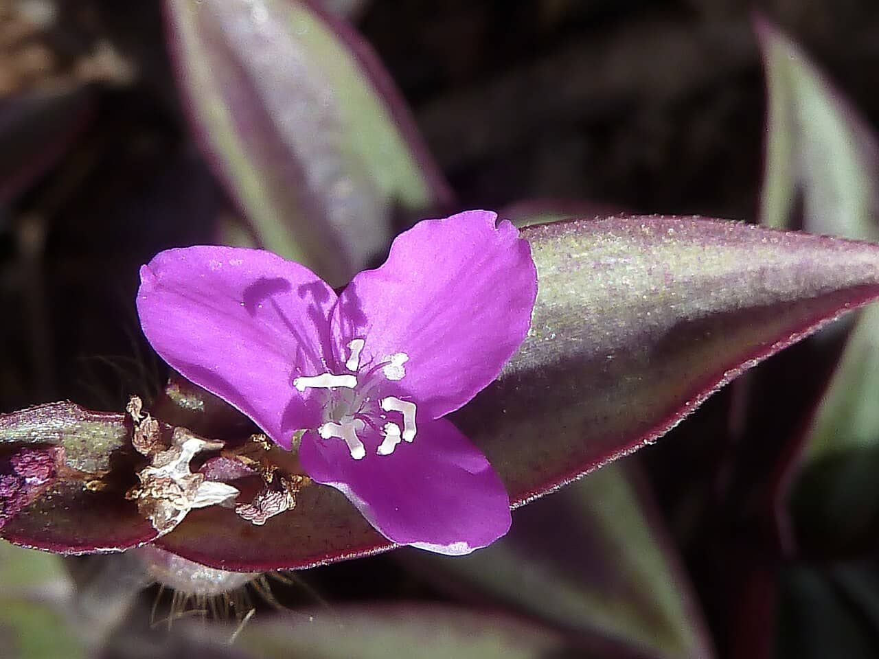 Flowers of Purple Heart (Tradescantia pallida).