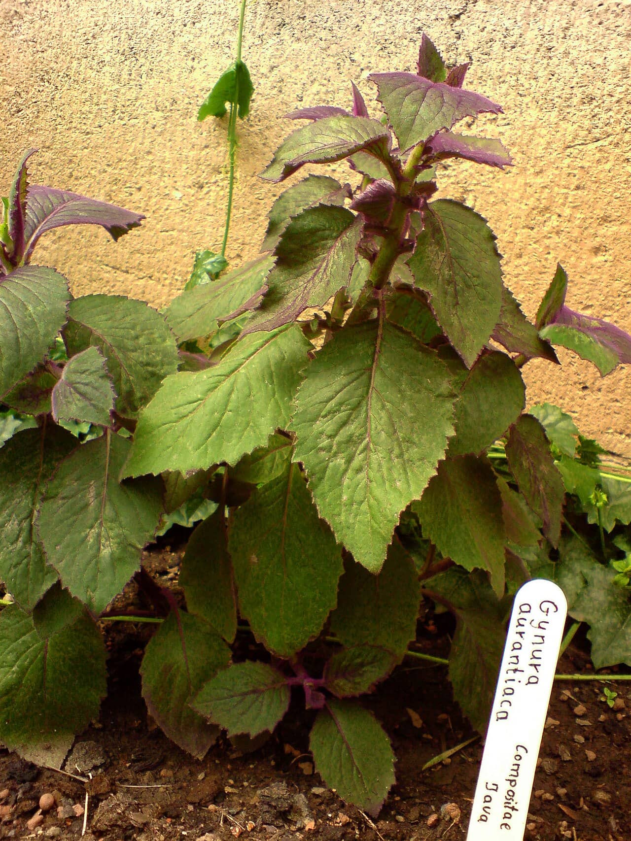 Purple passion (Gynura aurantiaca), the whole plant.