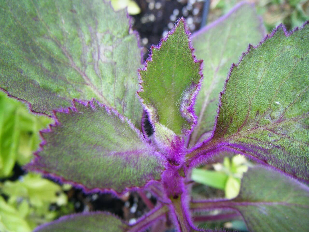 Close view of Purple passion (Gynura aurantiaca) foliage.