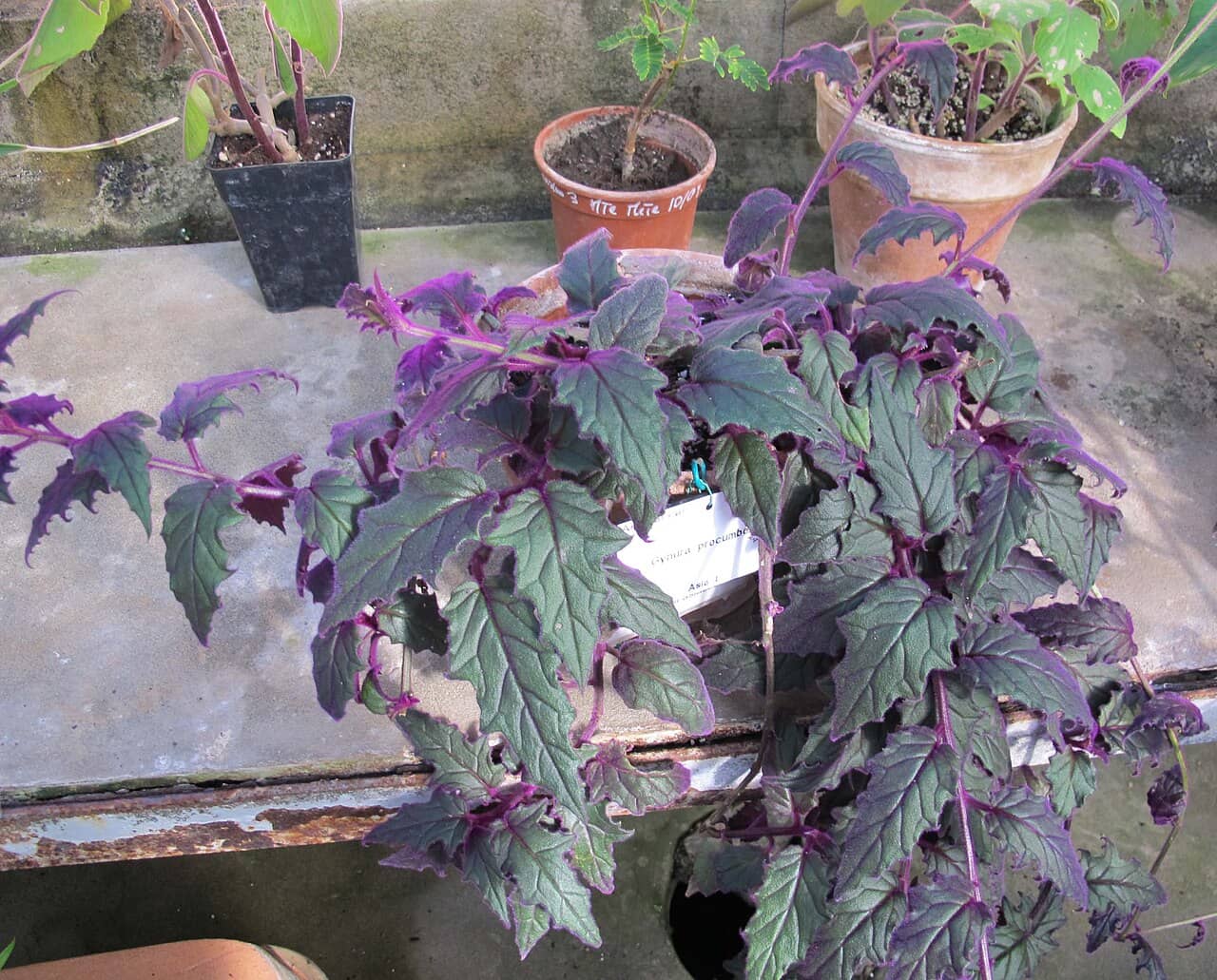 Purple passion (Gynura aurantiaca) growing in a pot.