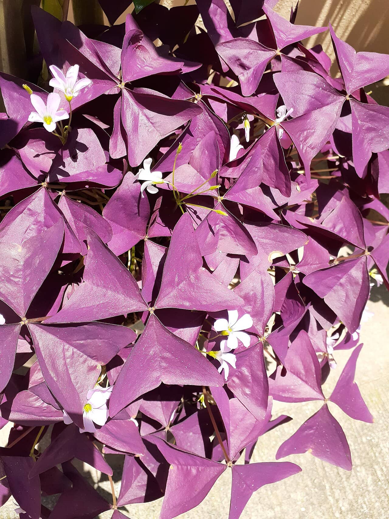 Purple shamrock (Oxalis triangularis), the whole plant.