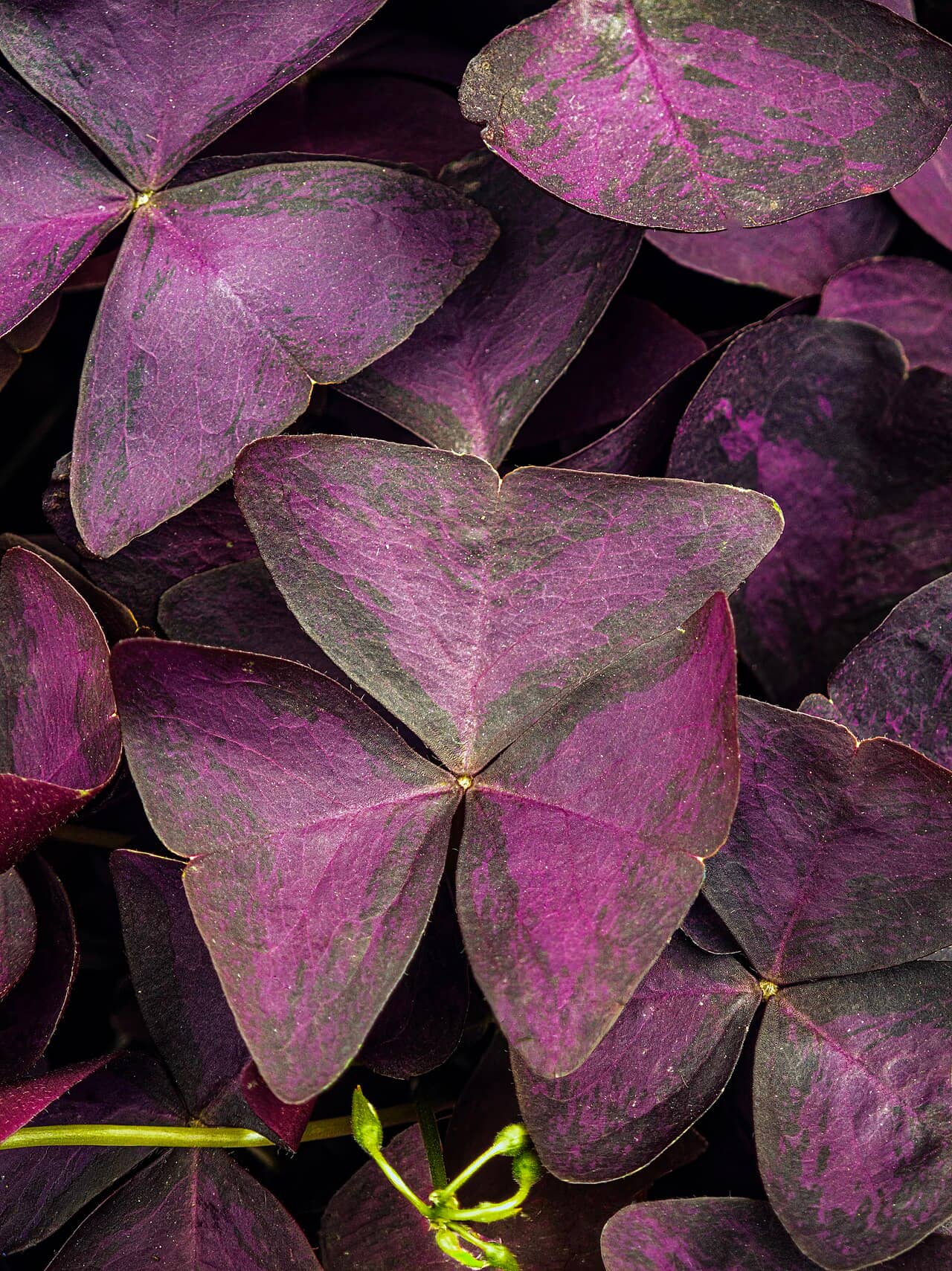 Close view of Purple shamrock (Oxalis triangularis) foliage.