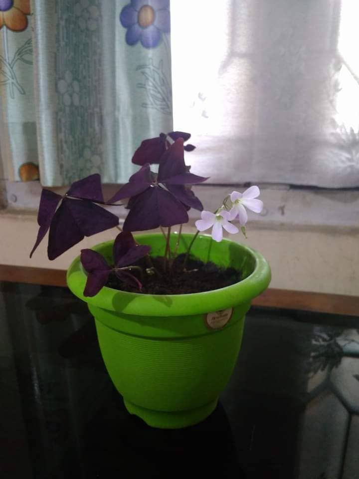 Purple shamrock (Oxalis triangularis) growing in a pot.