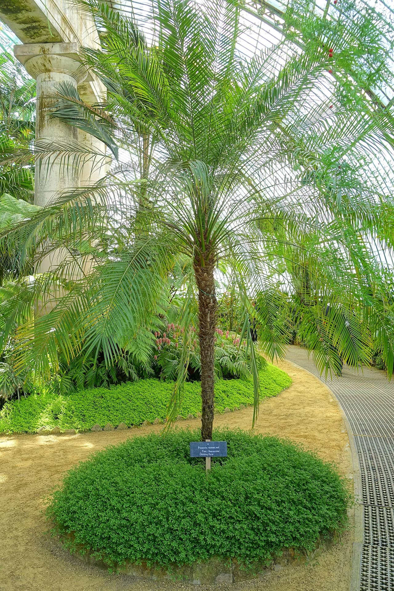 Pygmy date palm (Phoenix roebelenii), the whole plant.