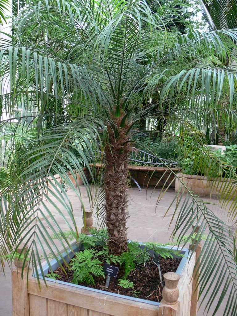 Pygmy date palm (Phoenix roebelenii) growing in a pot.