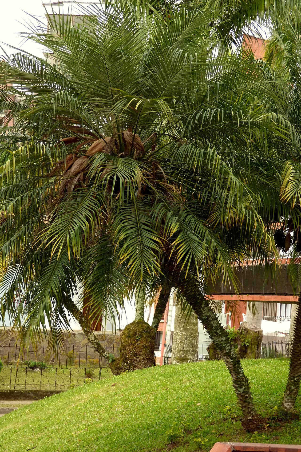 Pygmy date palm (Phoenix roebelenii) growing wild.