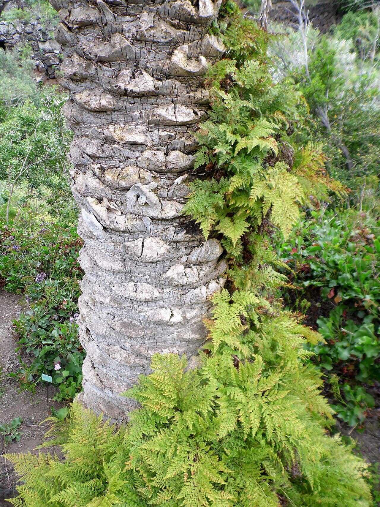 Rabbit's foot fern (Davallia canariensis), the whole plant.