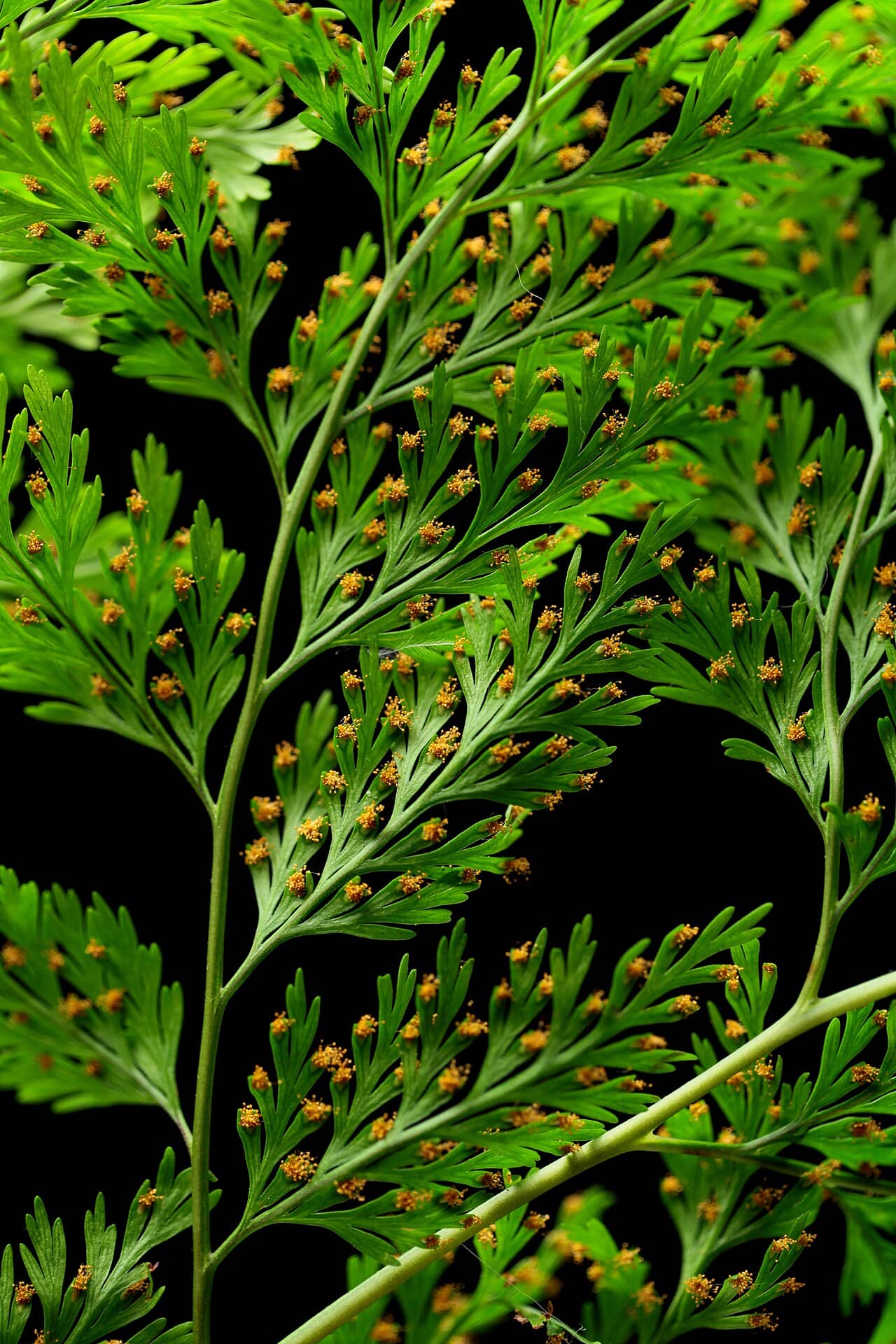 Close view of Rabbit's foot fern (Davallia canariensis) foliage.