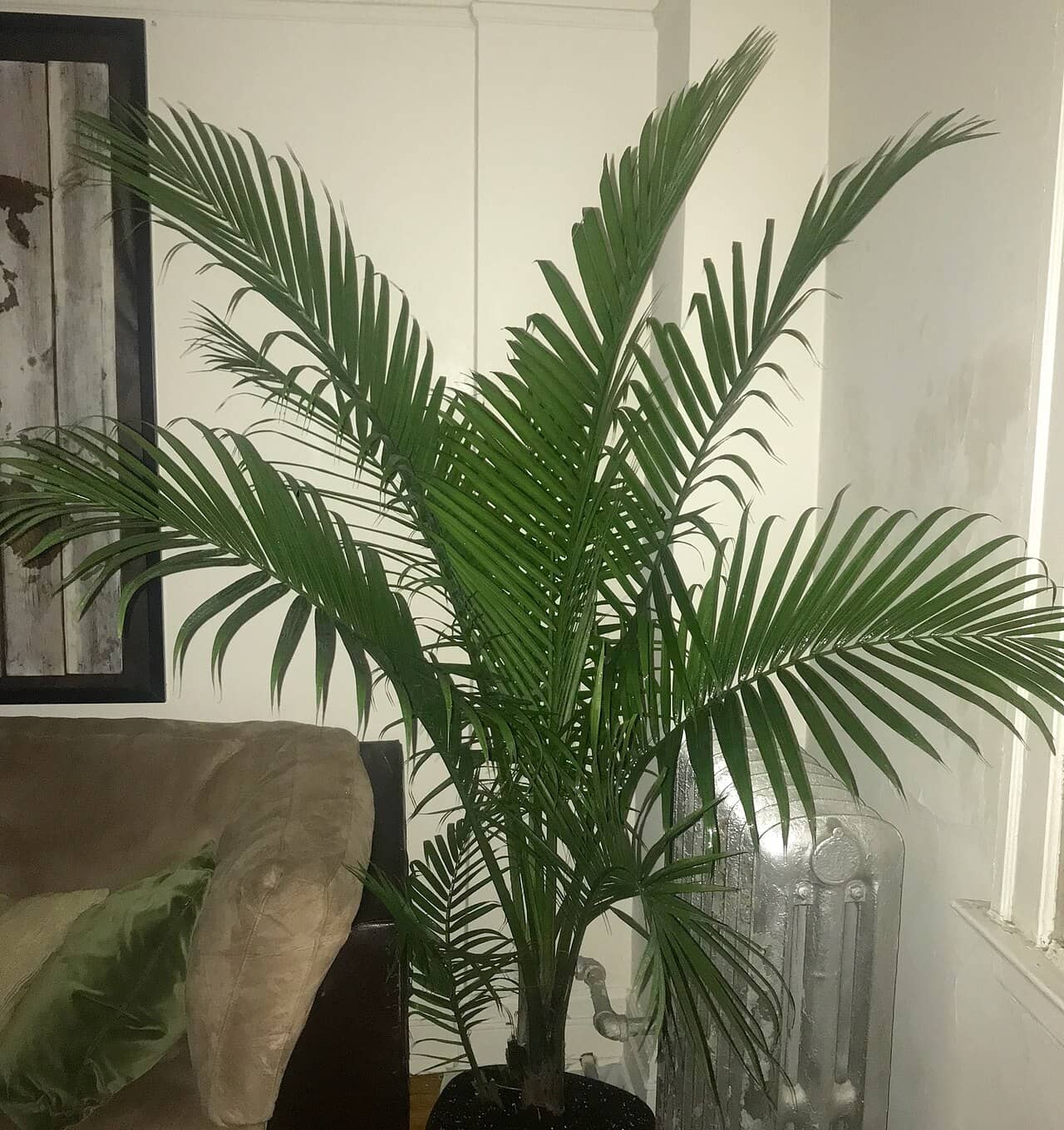 Majestic Palm (Ravenea rivularis), the whole plant.