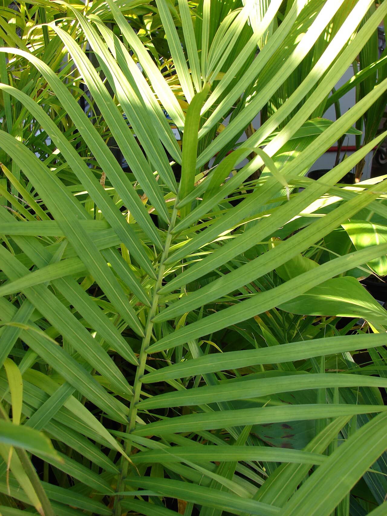 Close view of Majestic Palm (Ravenea rivularis) foliage.