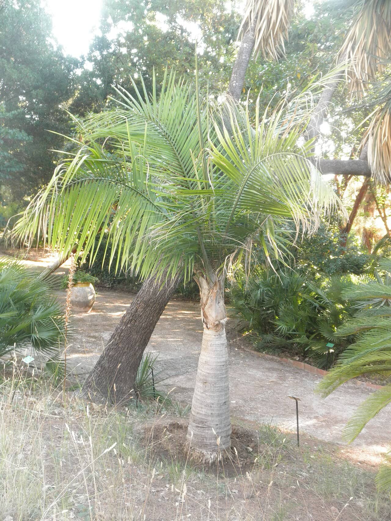 Majestic Palm (Ravenea rivularis) growing wild.