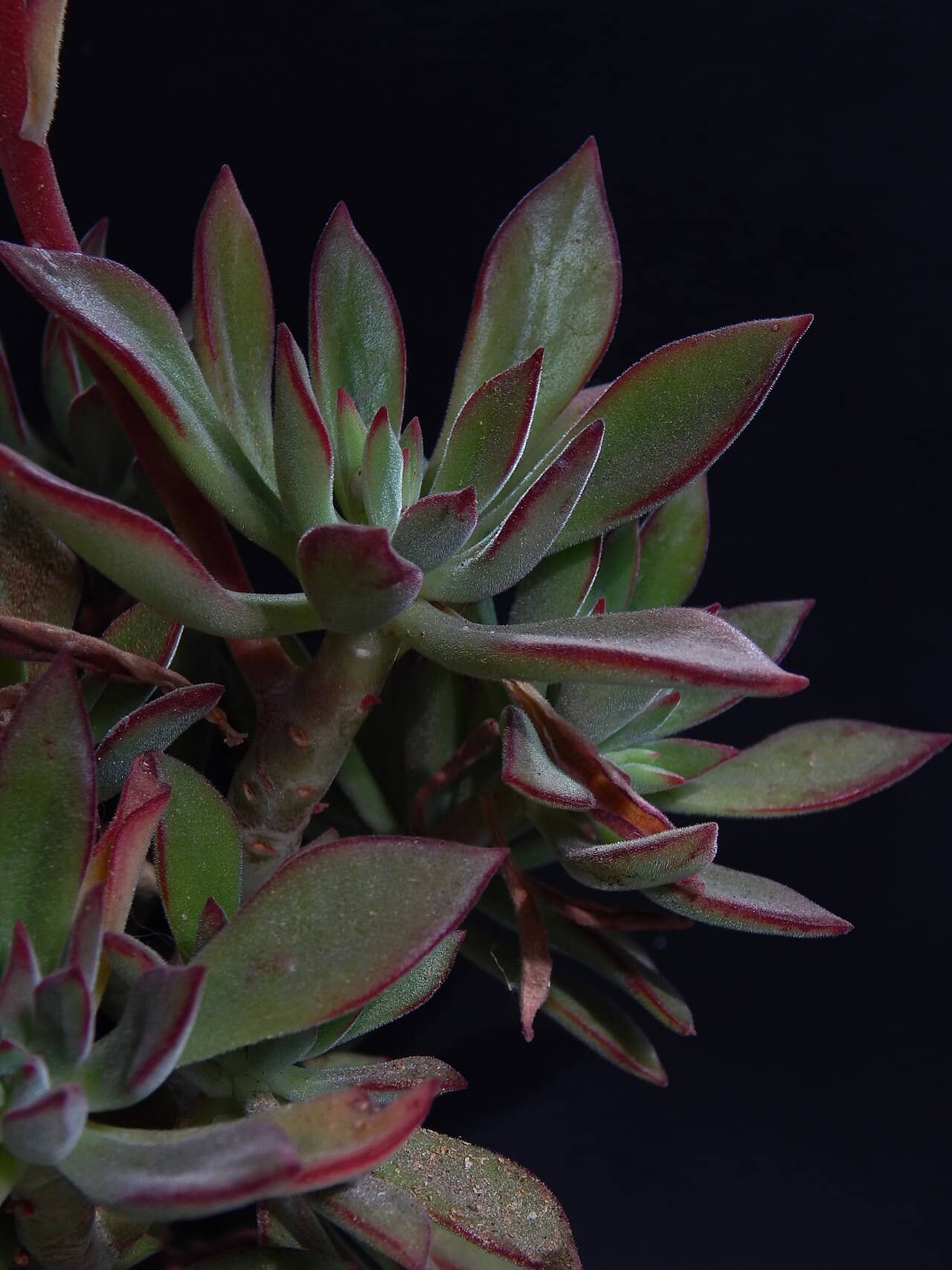 Red echeveria (Echeveria harmsii), the whole plant.
