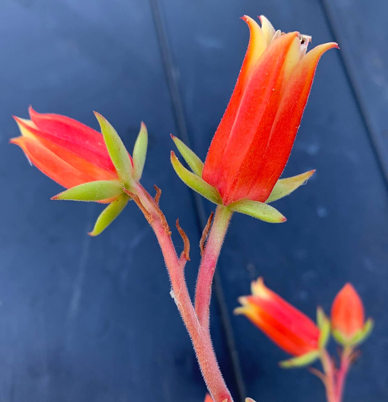 Flowers of Red echeveria (Echeveria harmsii).