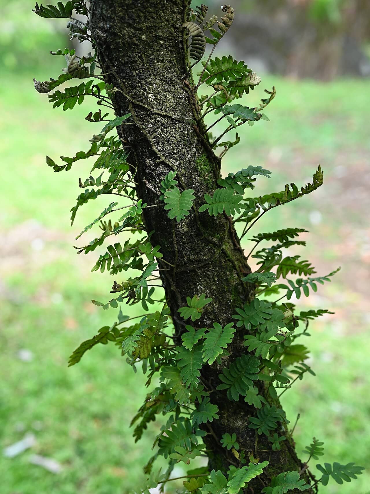Resurrection Fern (Pleopeltis polypodioides), the whole plant.