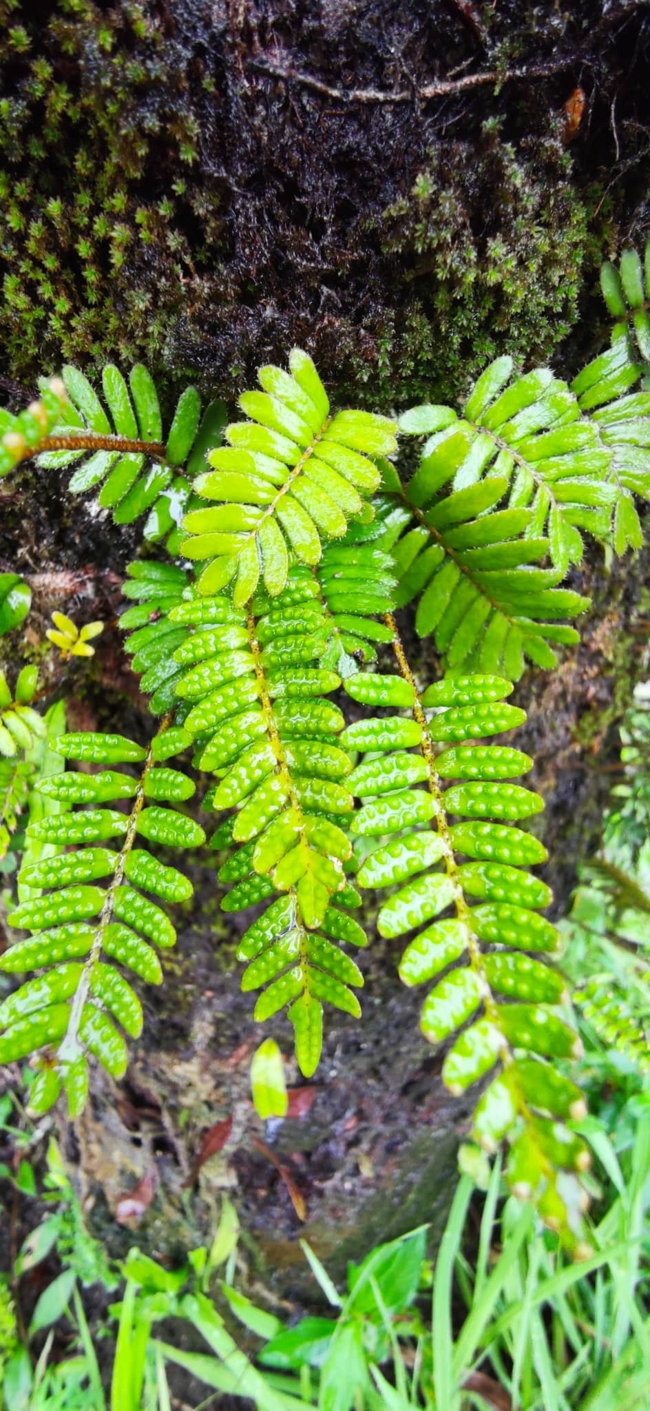 Close view of Resurrection Fern (Pleopeltis polypodioides) foliage.