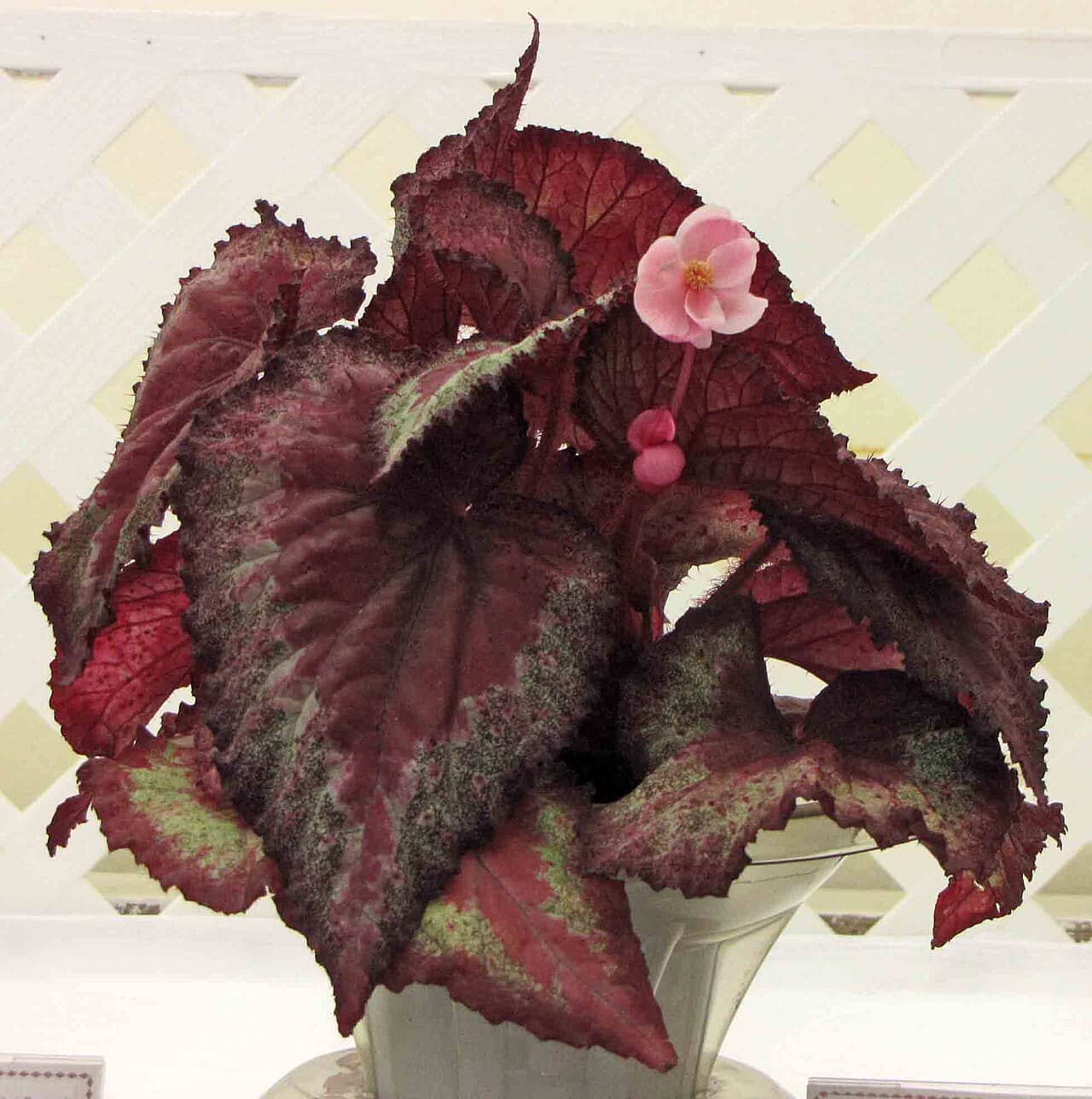 Rex begonia (Begonia rex), the whole plant.