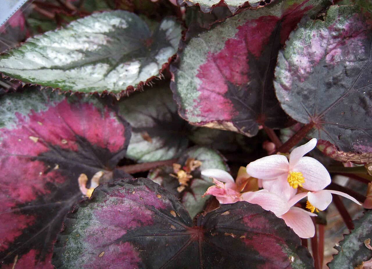 Close view of Rex begonia (Begonia rex) foliage.