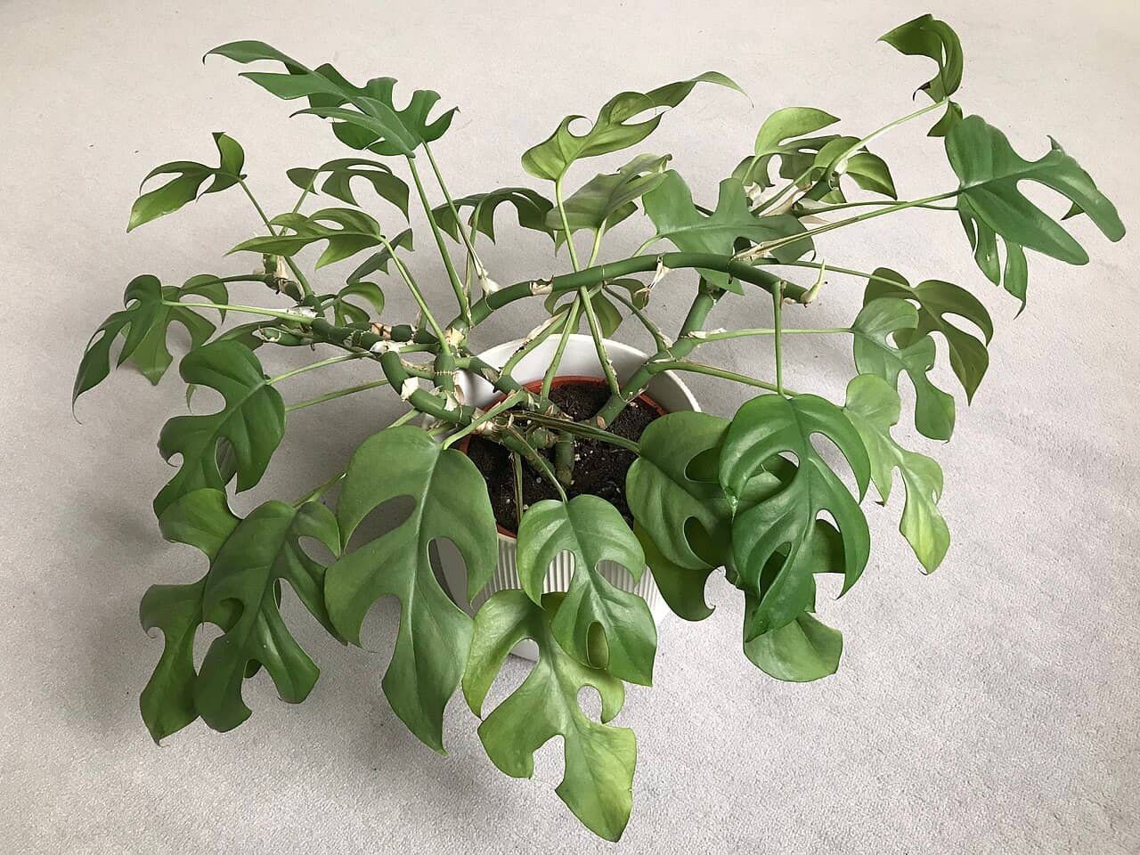 Dwarf Monstera (Rhaphidophora tetrasperma), the whole plant.