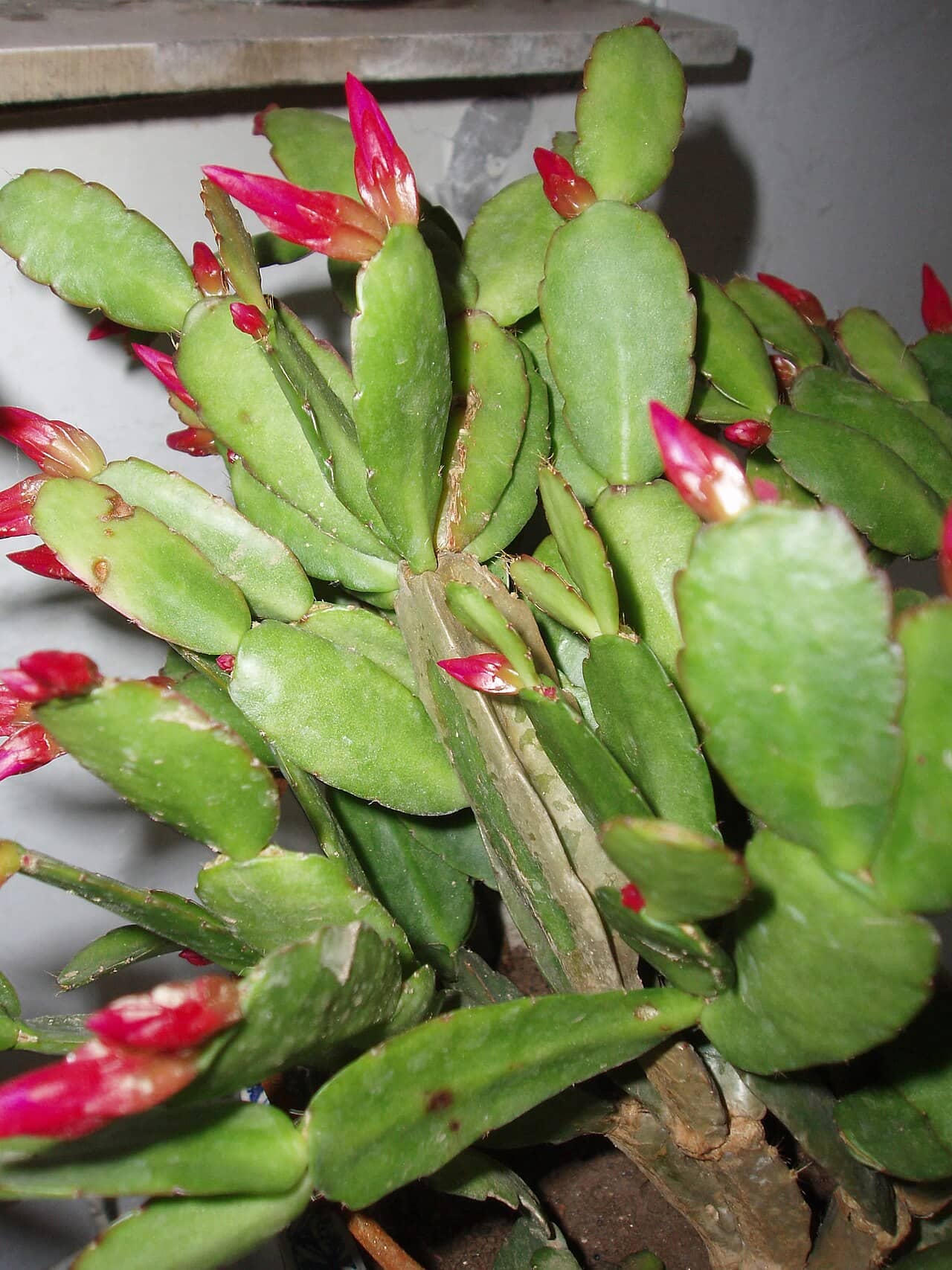 Easter Cactus (Rhipsalidopsis gaertneri), the whole plant.