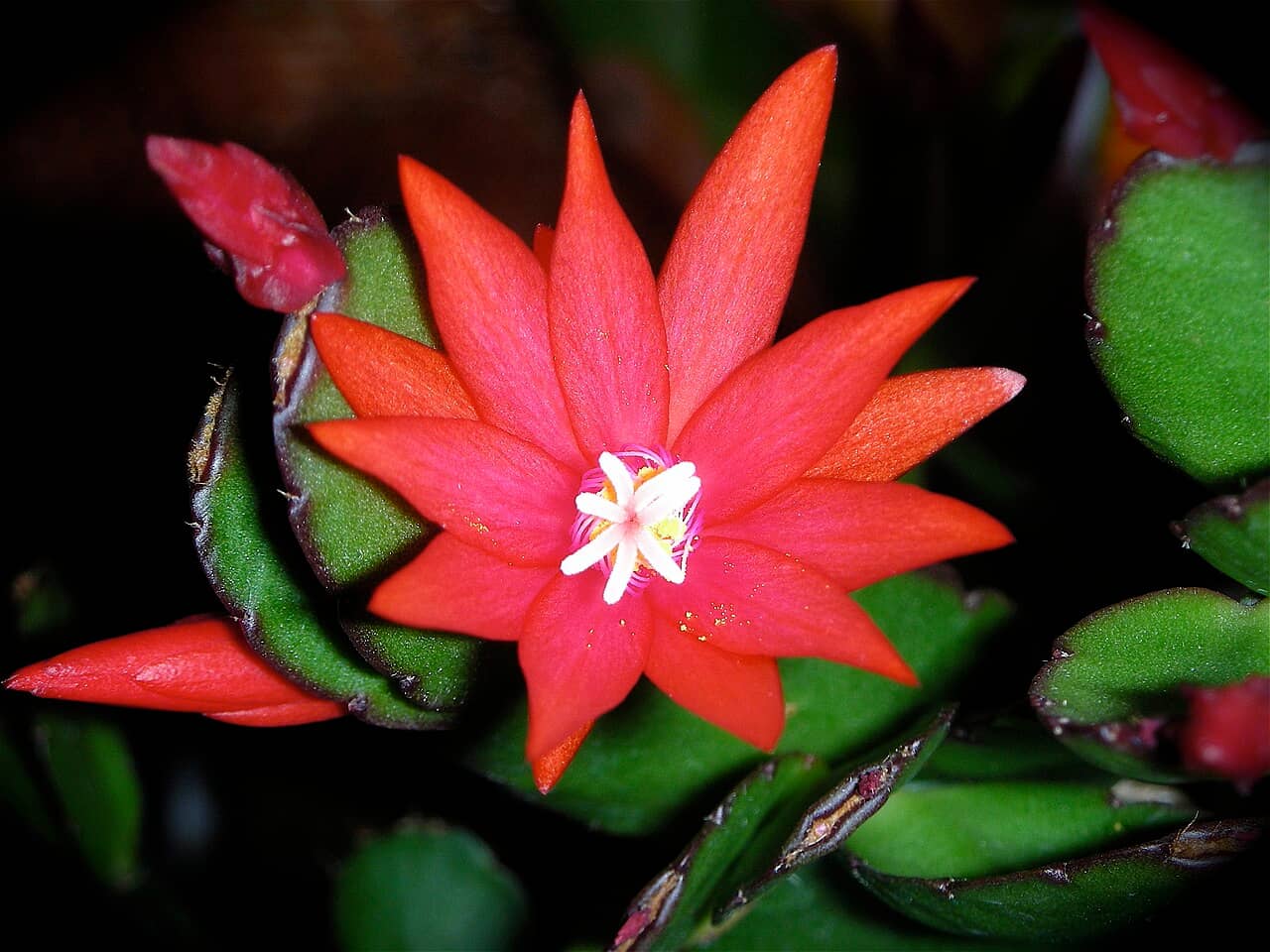 Flowers of Easter Cactus (Rhipsalidopsis gaertneri).