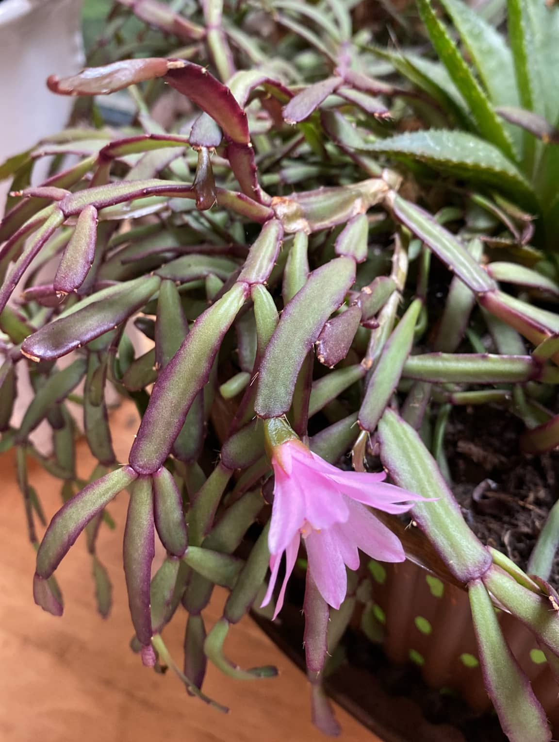 Pink Star Cactus (Rhipsalidopsis rosea), the whole plant.