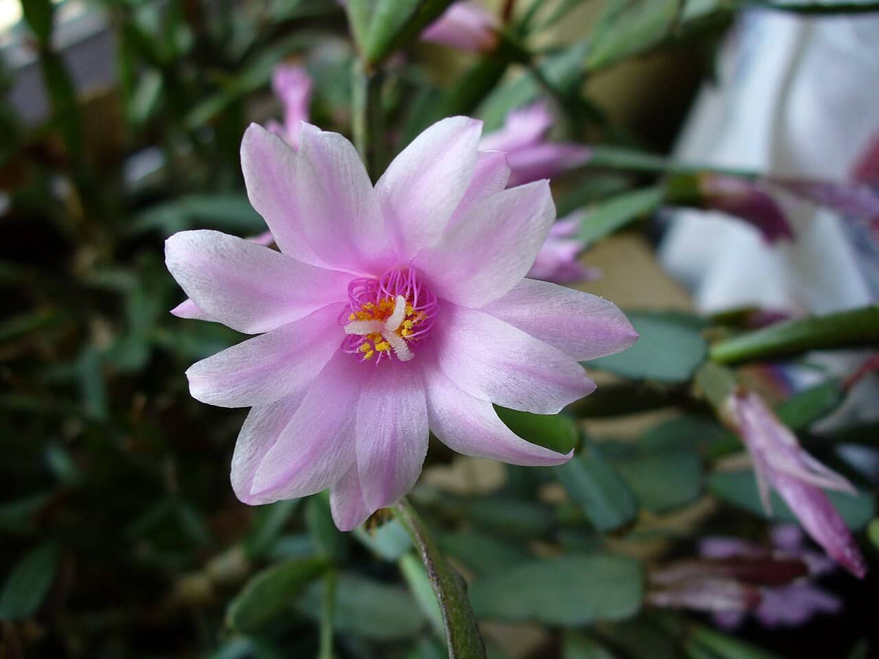 Flowers of Pink Star Cactus (Rhipsalidopsis rosea).