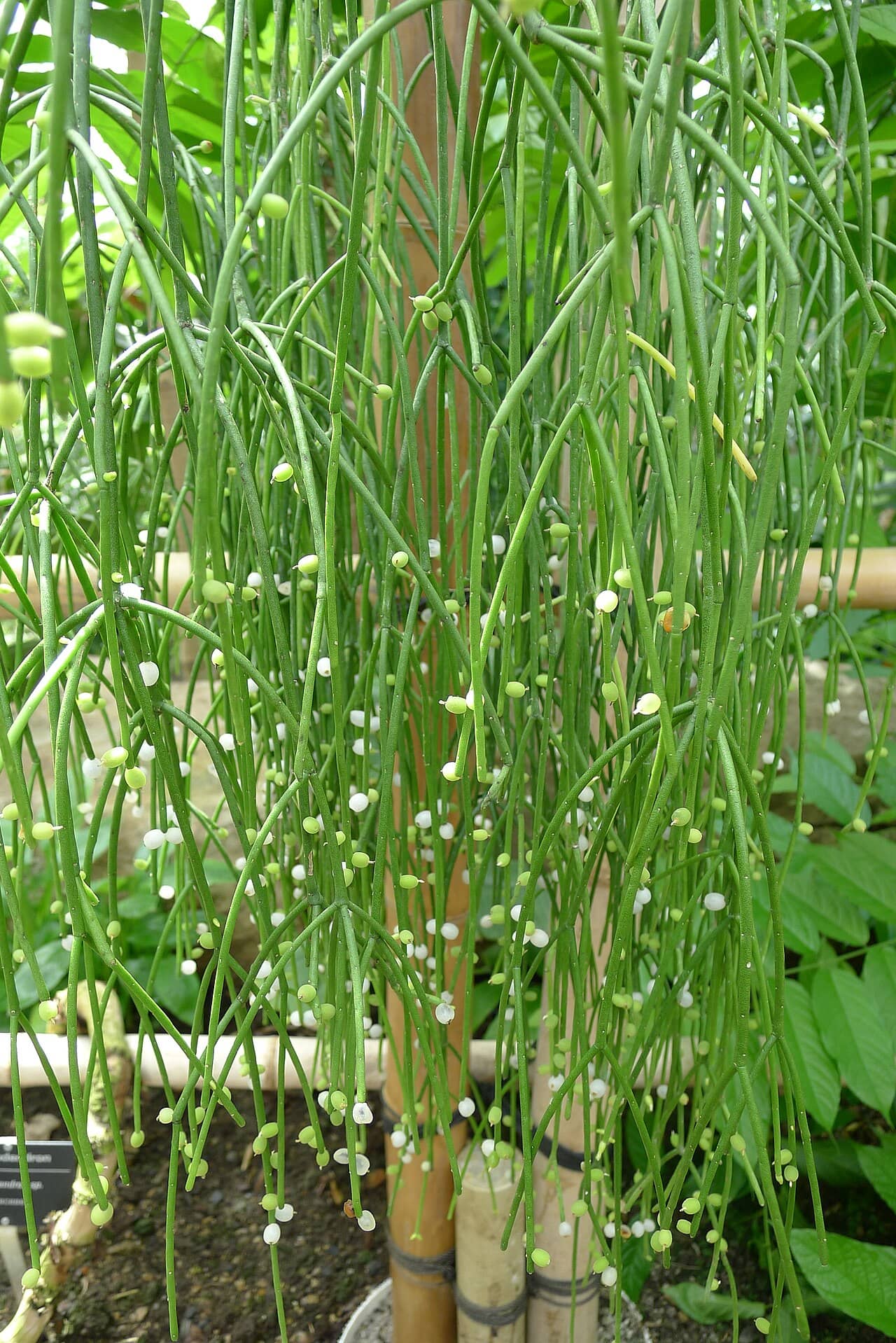 Mistletoe Cacti (Rhipsalis baccifera), the whole plant.
