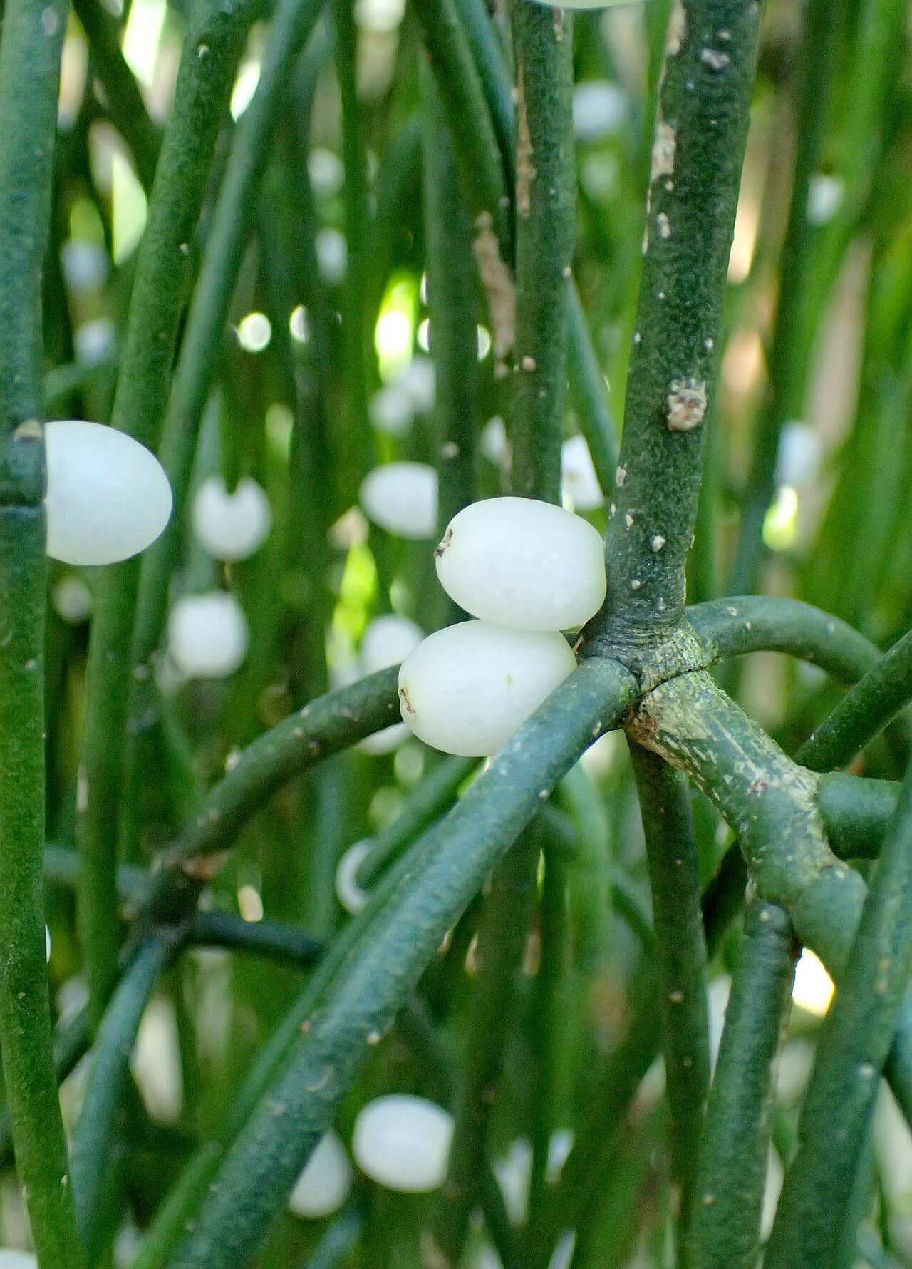 Close view of Mistletoe Cacti (Rhipsalis baccifera) foliage.