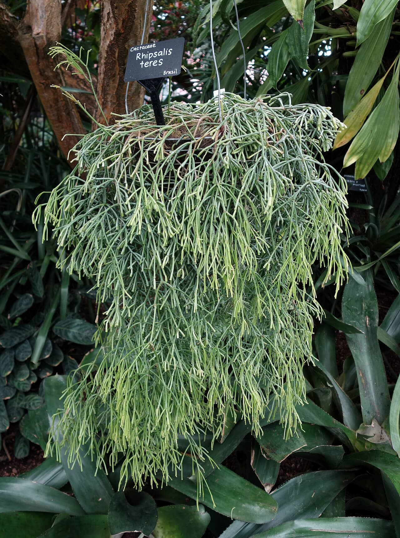 Rhipsalis teres (Rhipsalis teres), the whole plant.