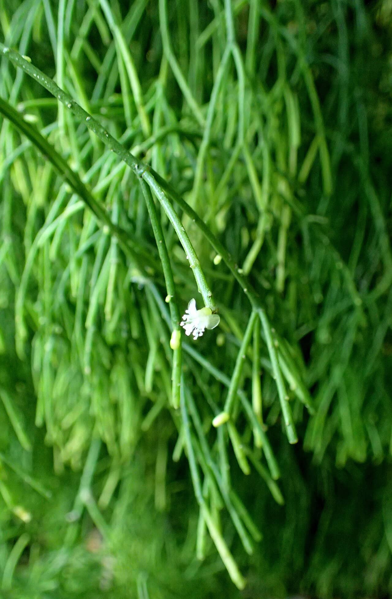 Close view of Rhipsalis teres (Rhipsalis teres) foliage.