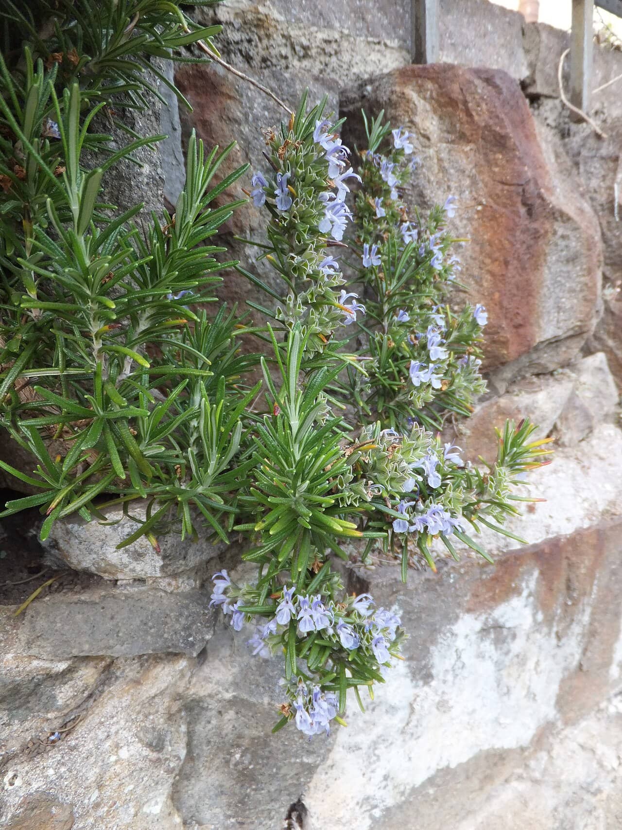 Rosemary (Salvia rosmarinus), the whole plant.