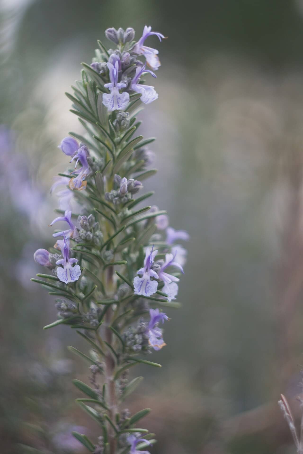 Flowers of Rosemary (Salvia rosmarinus).