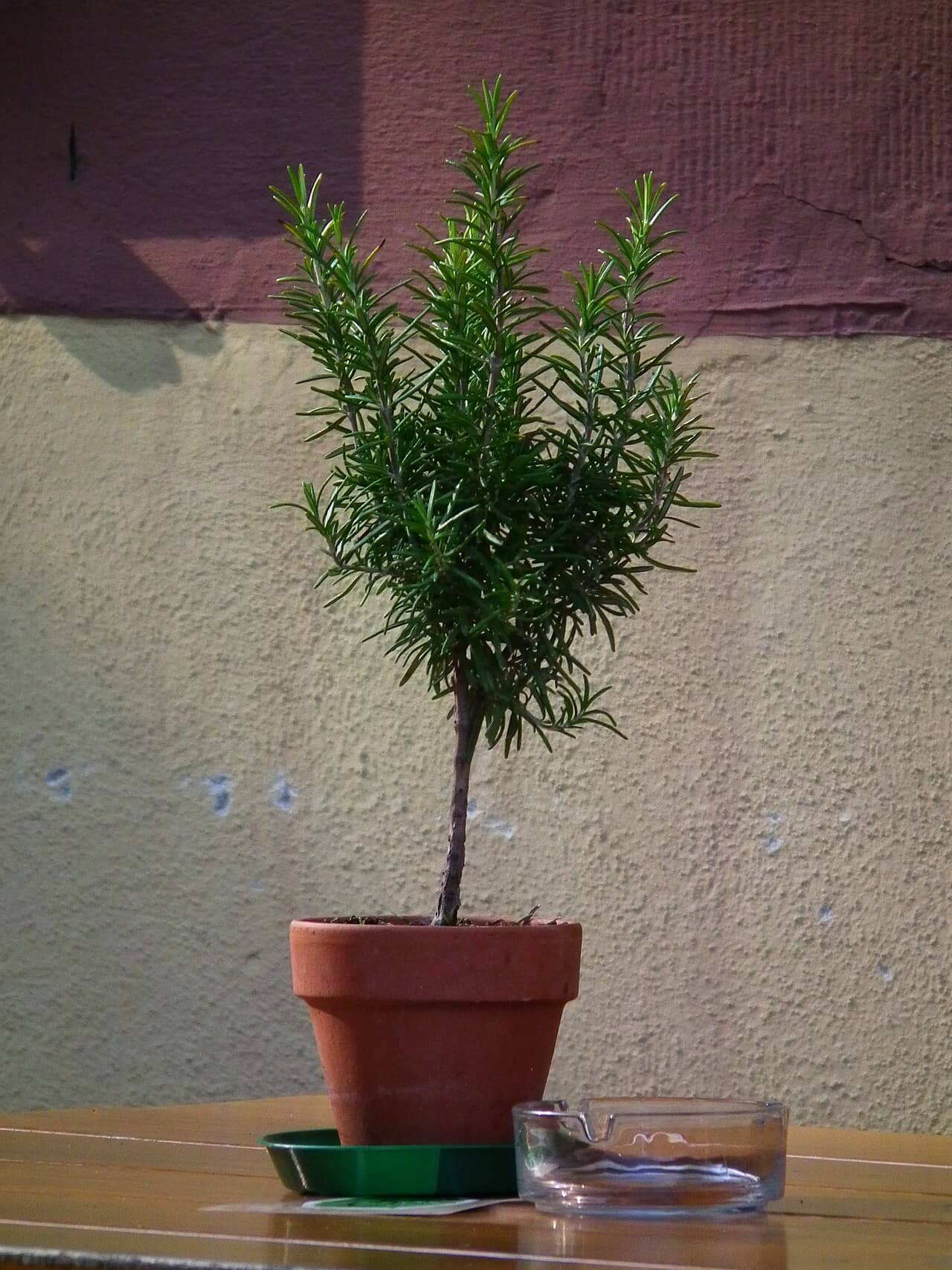 Rosemary (Salvia rosmarinus) growing in a pot.
