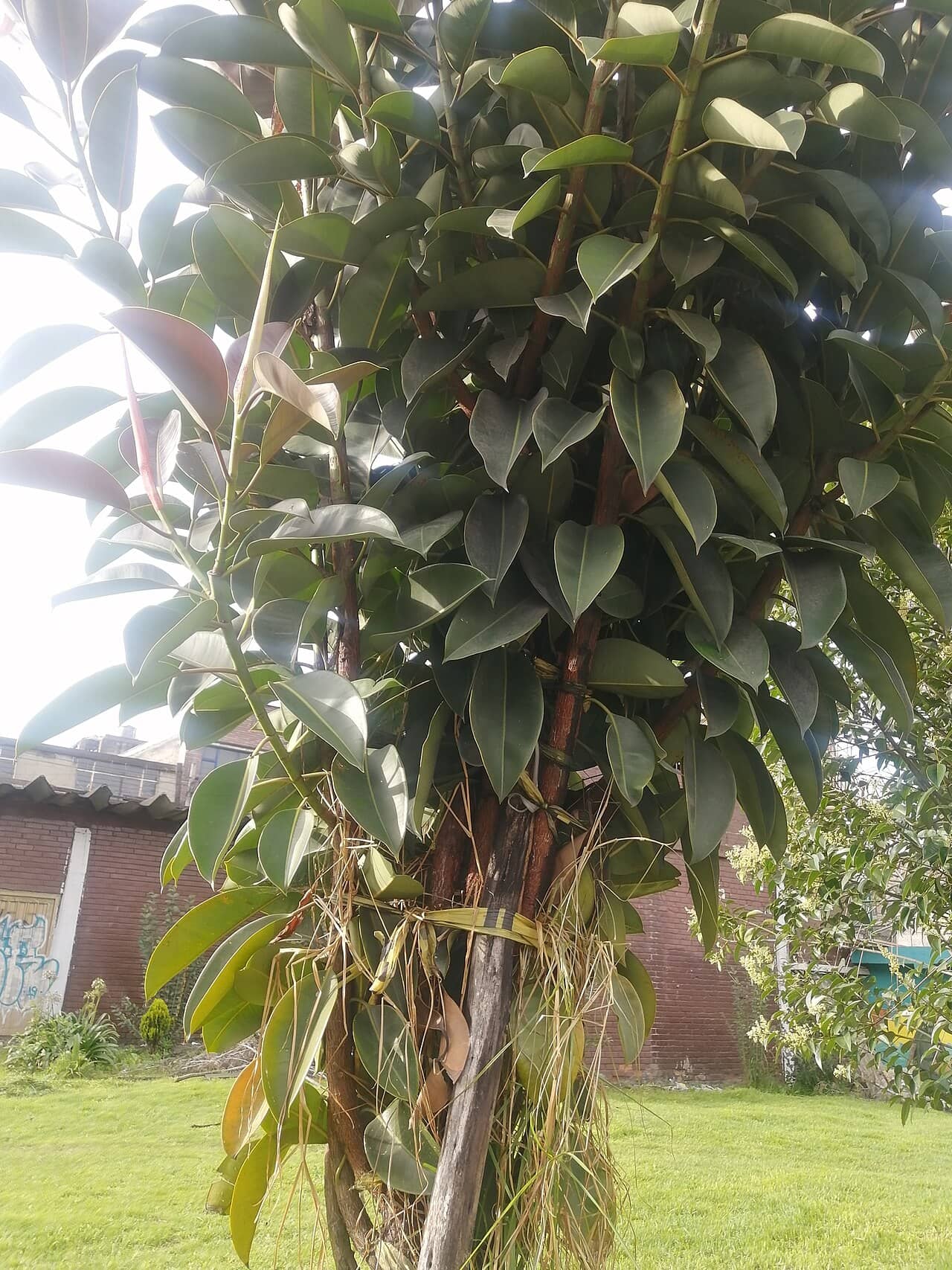 Rubber plant (Ficus elastica), the whole plant.