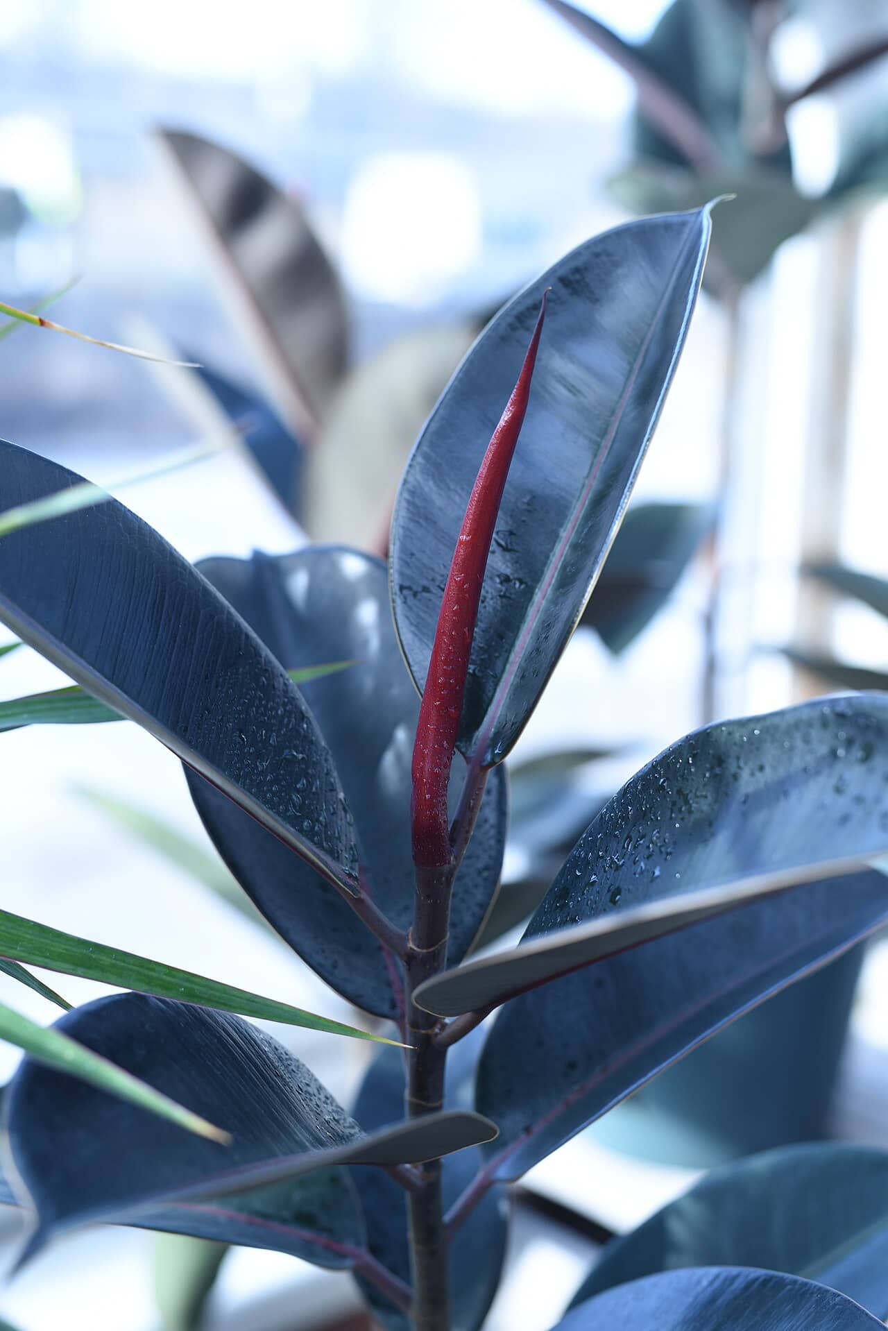 Close view of Rubber plant (Ficus elastica) foliage.