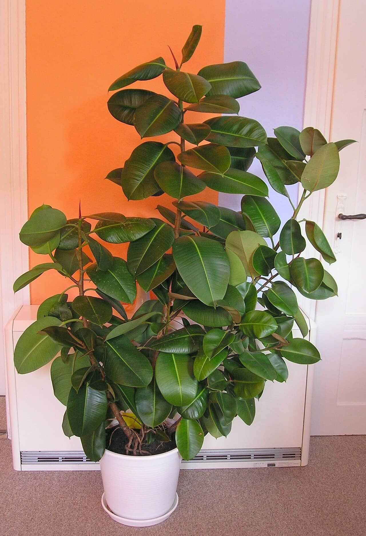 Rubber plant (Ficus elastica) growing in a pot.